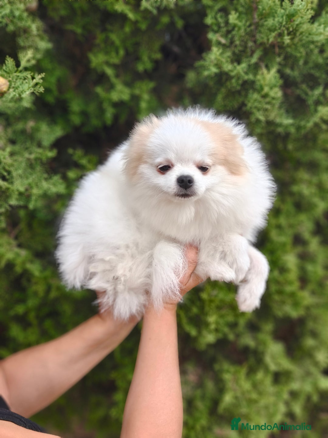 Pomerania perros en venta: Oportunidad Lulú Pomerania Ruso  - Imagen 2
