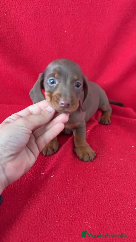 Teckel Miniatura perros Teckel Miniatura Marrón  - Anuncio 5