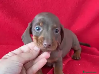 Teckel Miniatura perros Teckel Miniatura Marrón - Anuncio 5