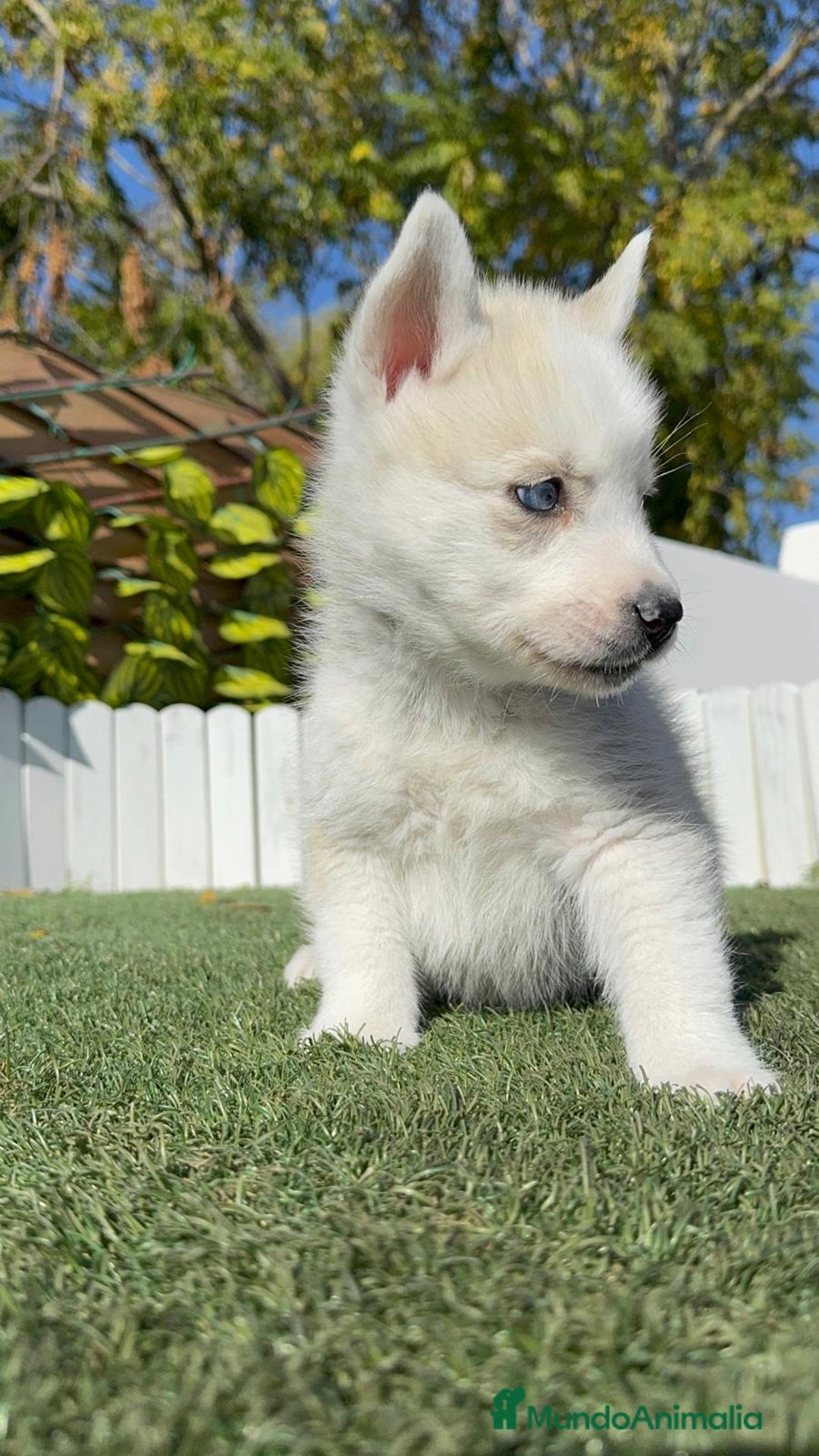 Husky Siberiano perros en venta: HUSKY SIBERIANO - Anuncio 17