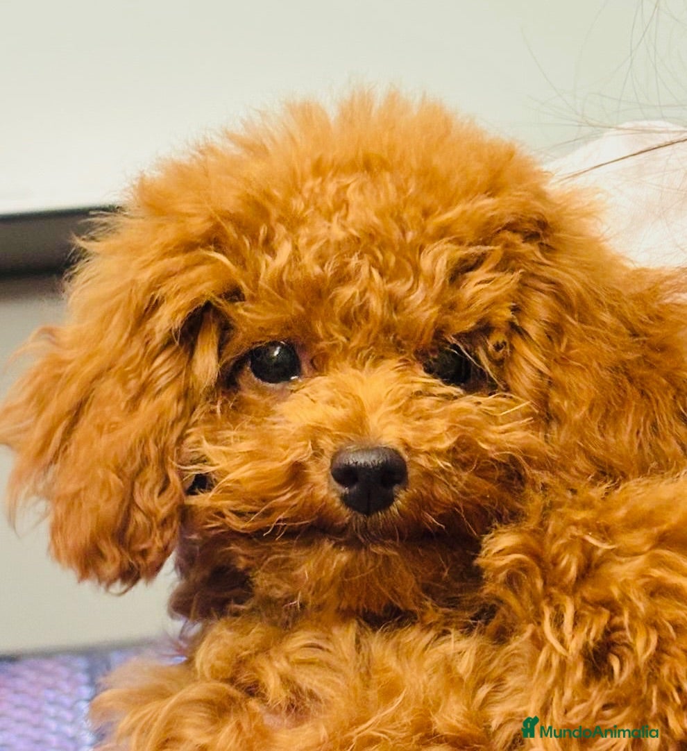 Caniche Toy perros Caniche Toy Hembras - Anuncio 29