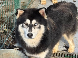 Pomsky perros POMSKY - Anuncio 1