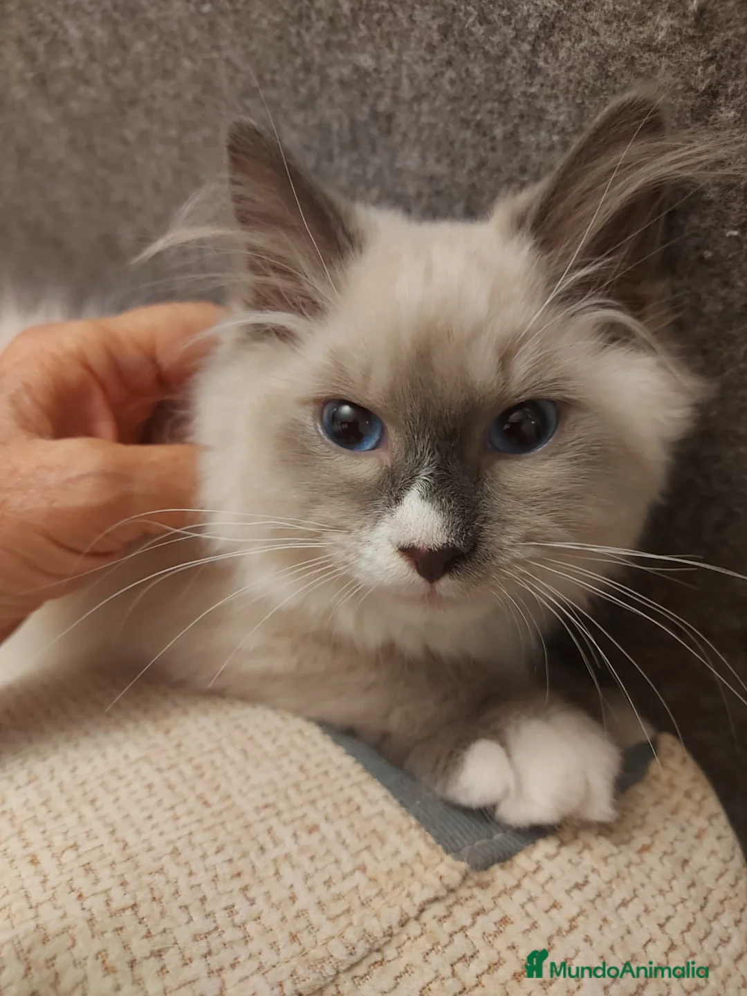 Siberiano gatos en venta: Siberianos  641387649 - Anuncio 1