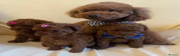 Caniche Toy perros en venta: caniche rojos de alta calidad  en Asturias - Anuncio 1