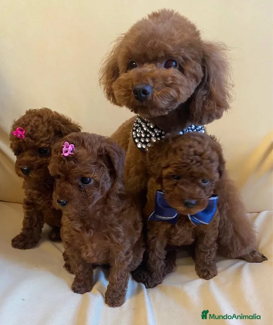 Caniche Toy perros en venta: caniche rojos de alta calidad  en Asturias - Anuncio 1