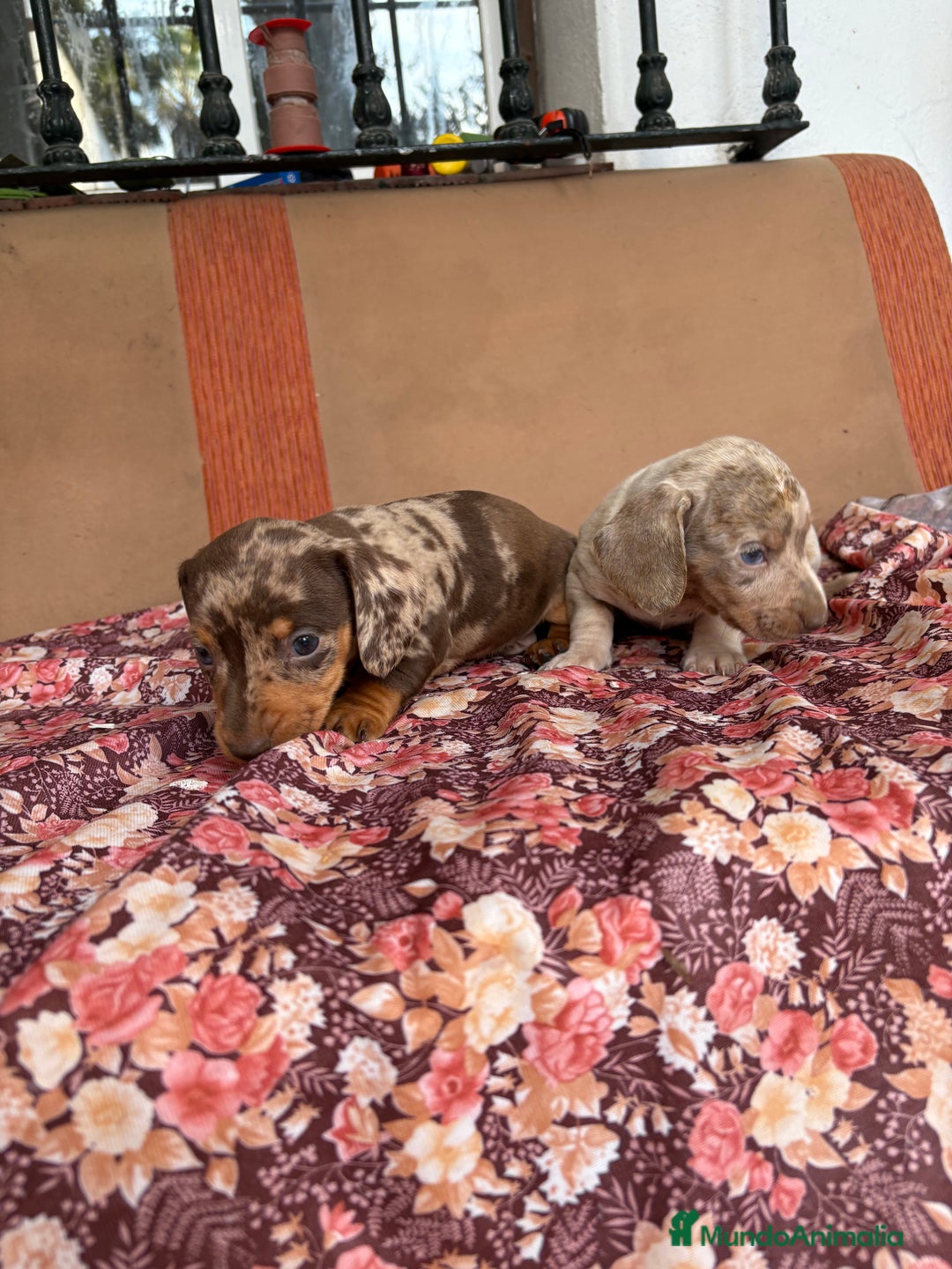 Teckel perros en venta: Teckels miniaturas y kaninchen  - Anuncio 2