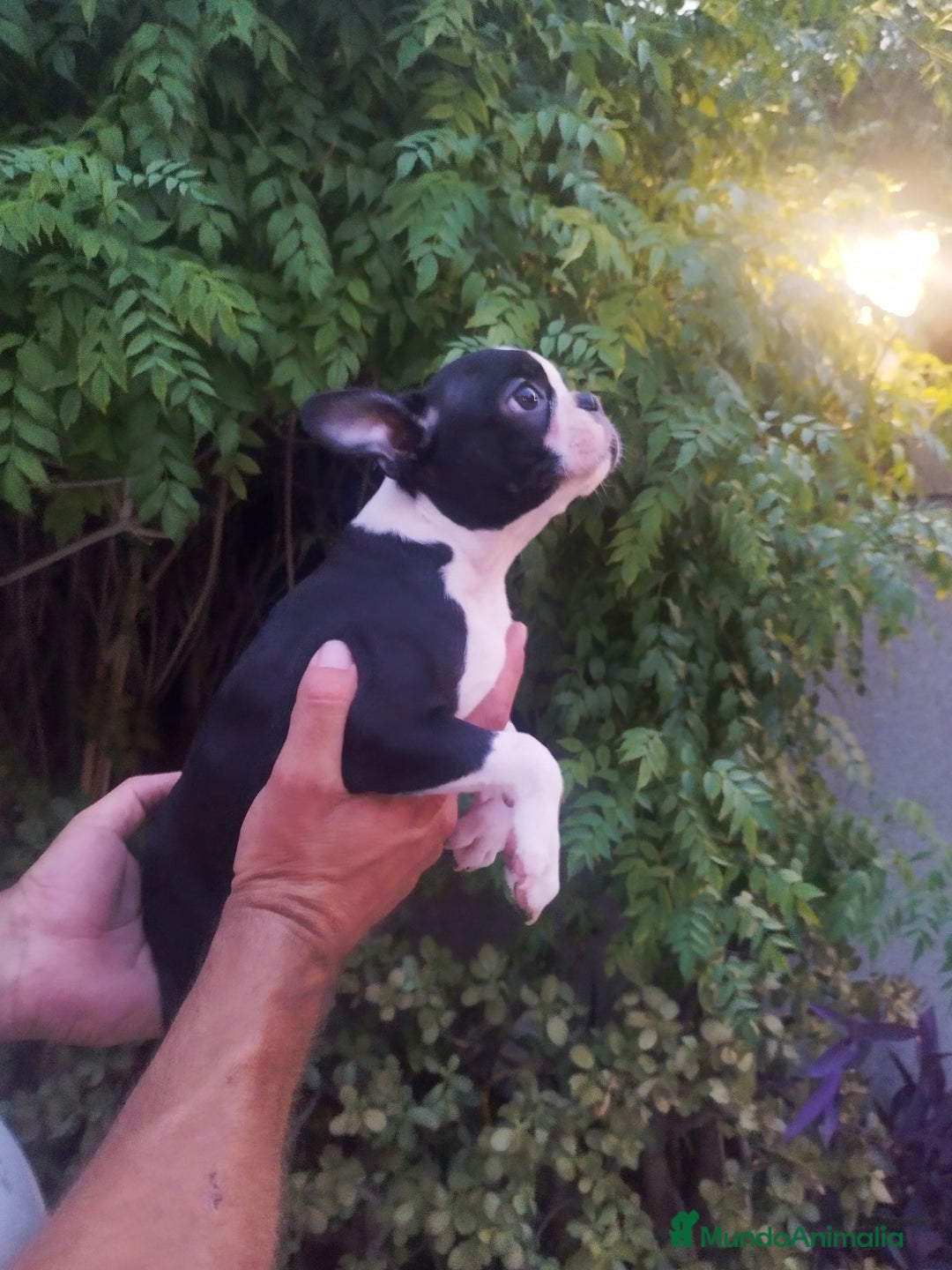 Boston Terrier perros en venta: BOSTON. CALIDAD Y SELECCIÓN  - Imagen 2
