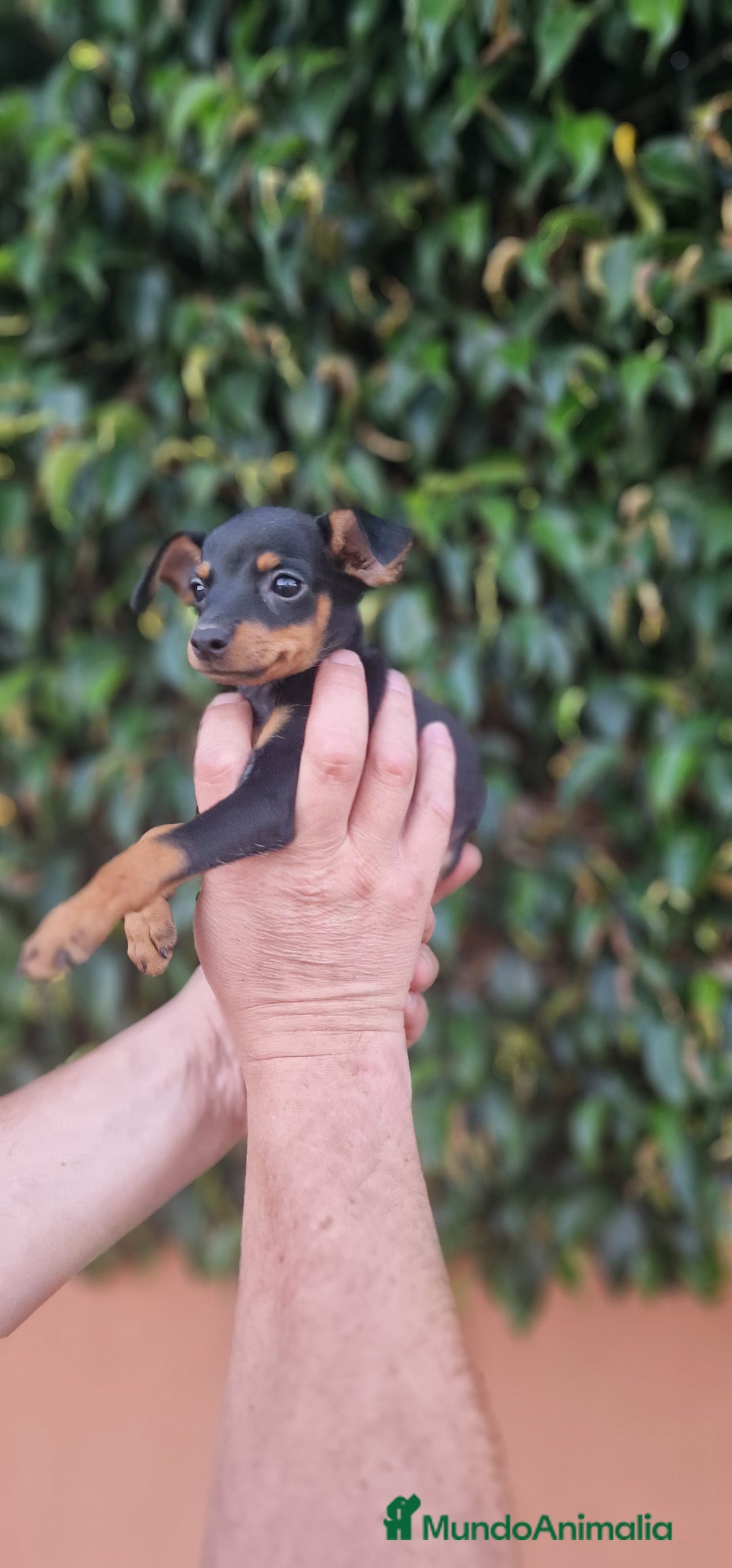 Pinscher Miniatura perros en venta: MINI PINCHER TOY - Imagen 8