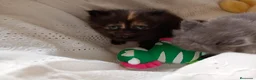 Exótico de Pelo Largo gatos en venta: Gatitos persa himalayo  - Anuncio 10