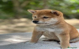 Shiba Inu perros en venta: Shiba inu rojo  - Imagen 1