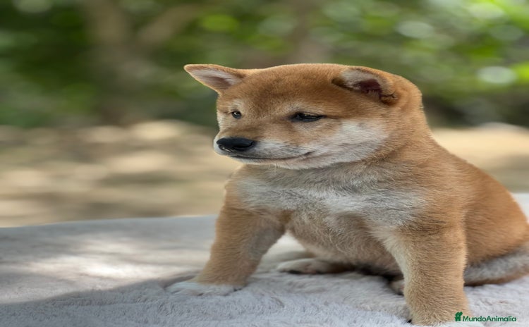 Shiba Inu perros - Anuncio 1