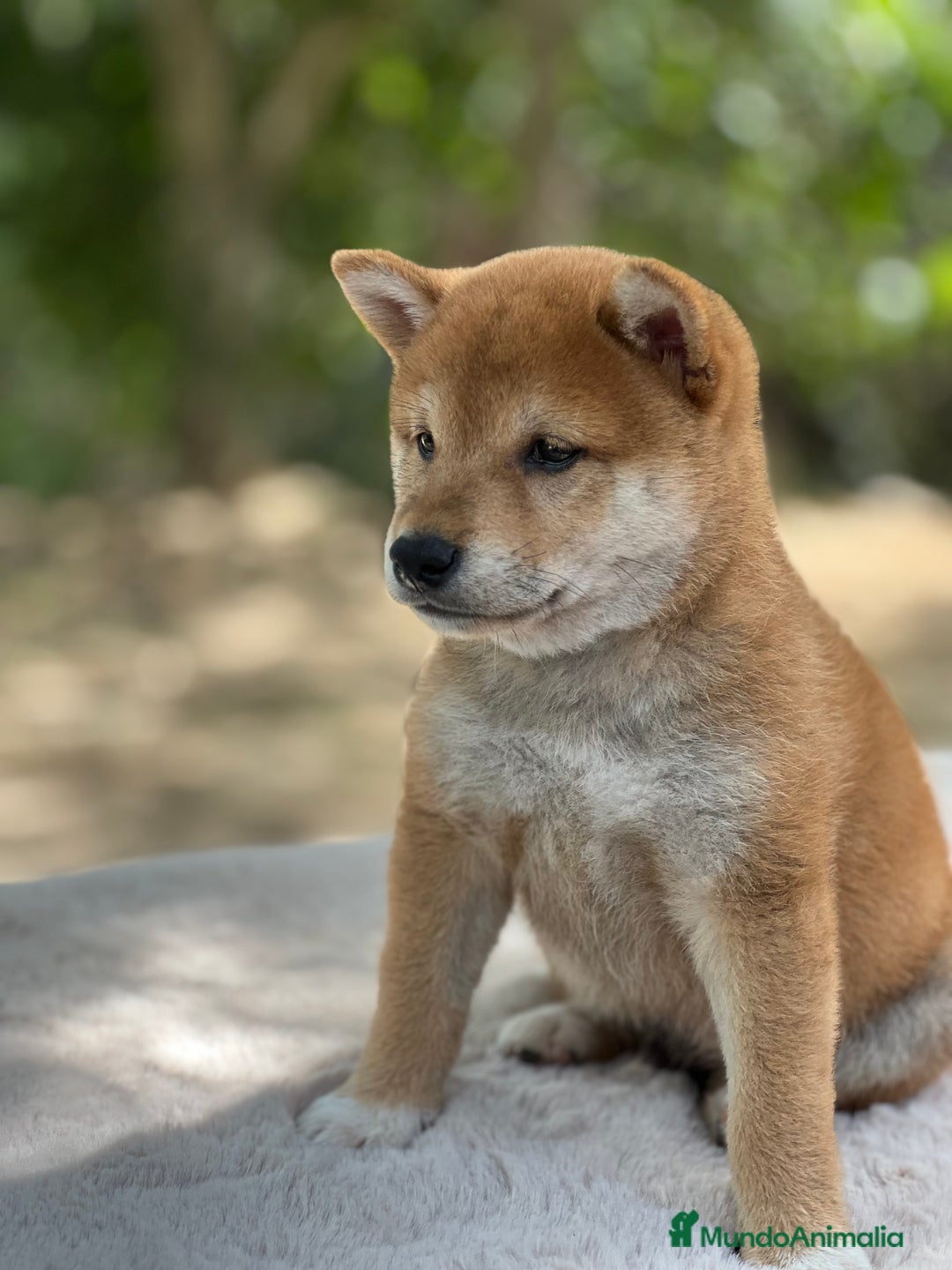 Shiba Inu perros en venta: Shiba inu rojo  - Imagen 1