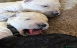 Caniche Gigante perros en venta: Cachorros caniche gigante  - Imagen 5
