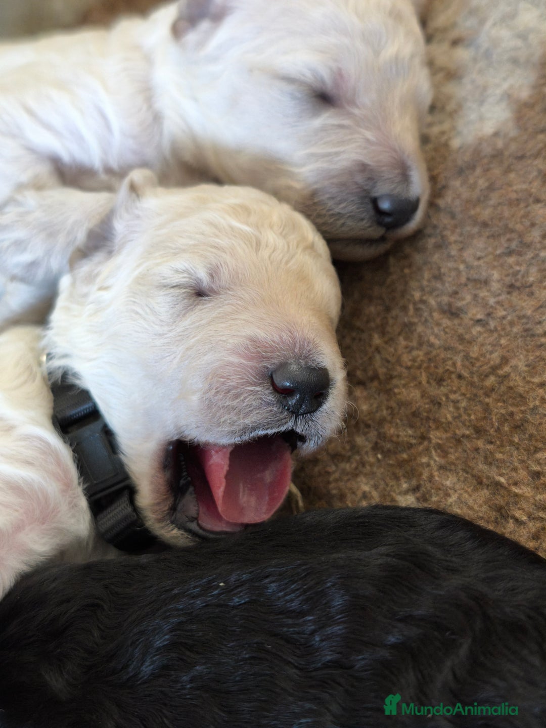 Caniche Gigante perros en venta: Cachorros caniche gigante  - Imagen 5