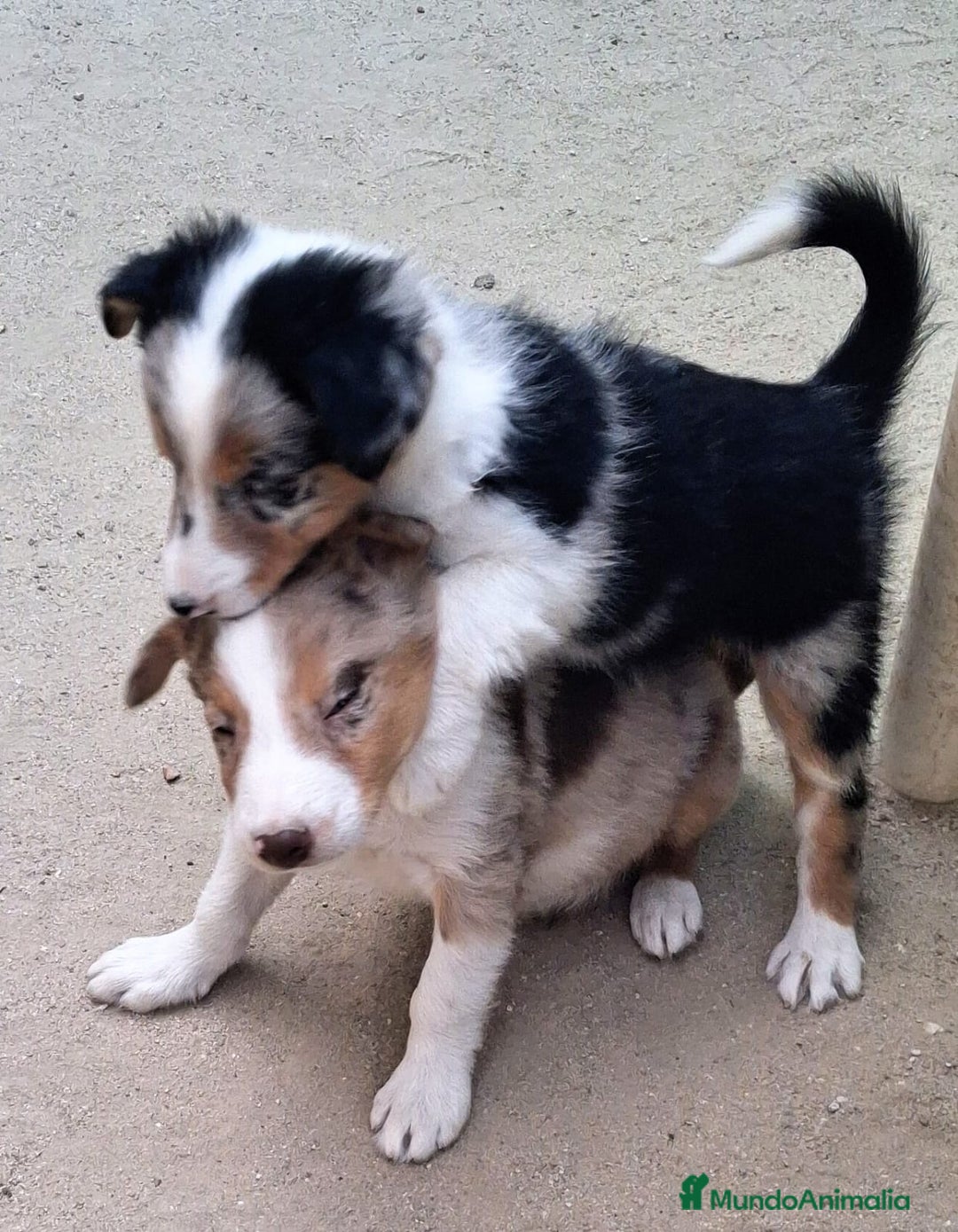 Border Collie perros en venta: Boder collie  - Imagen 2