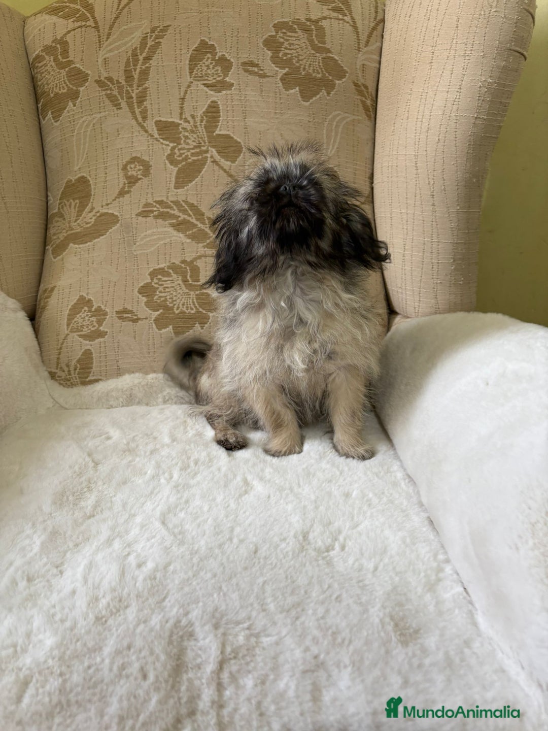 Pekinés perros en venta: Cachorros de Pekines Imperial hembras  - Imagen 17