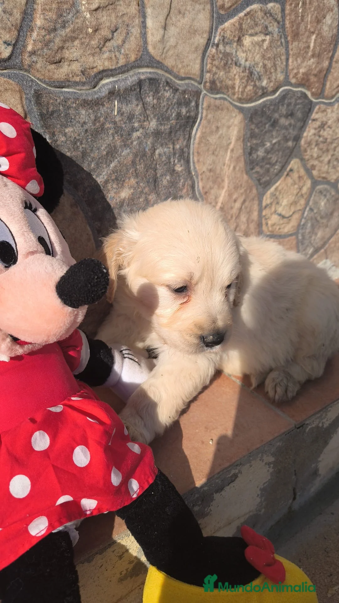 Golden Retriever perros en venta: Macho disponible de golden para entregar ya - Anuncio 4