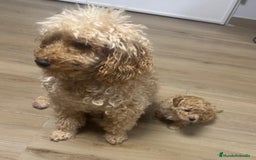 Raza Mixta perros en venta: Caniche enano  - Imagen 2