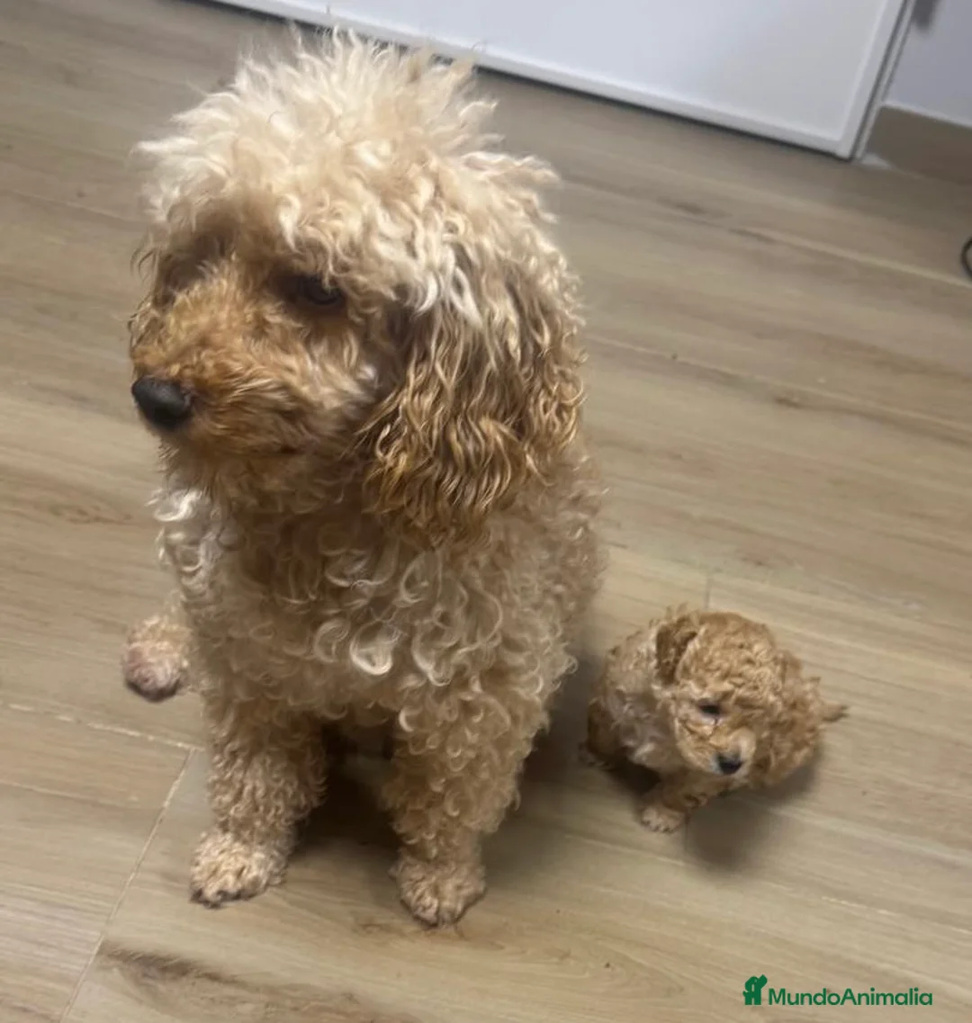 Raza Mixta perros en venta: Caniche enano  - Anuncio 2