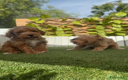 Caniche Toy perros en venta: CANICHE TOY MACHOS - Imagen 24