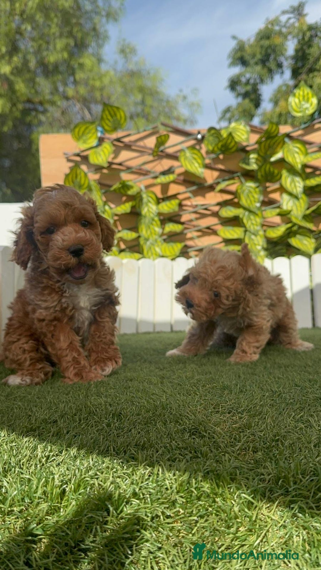 Caniche Toy perros en venta: CANICHE TOY MACHOS - Imagen 24