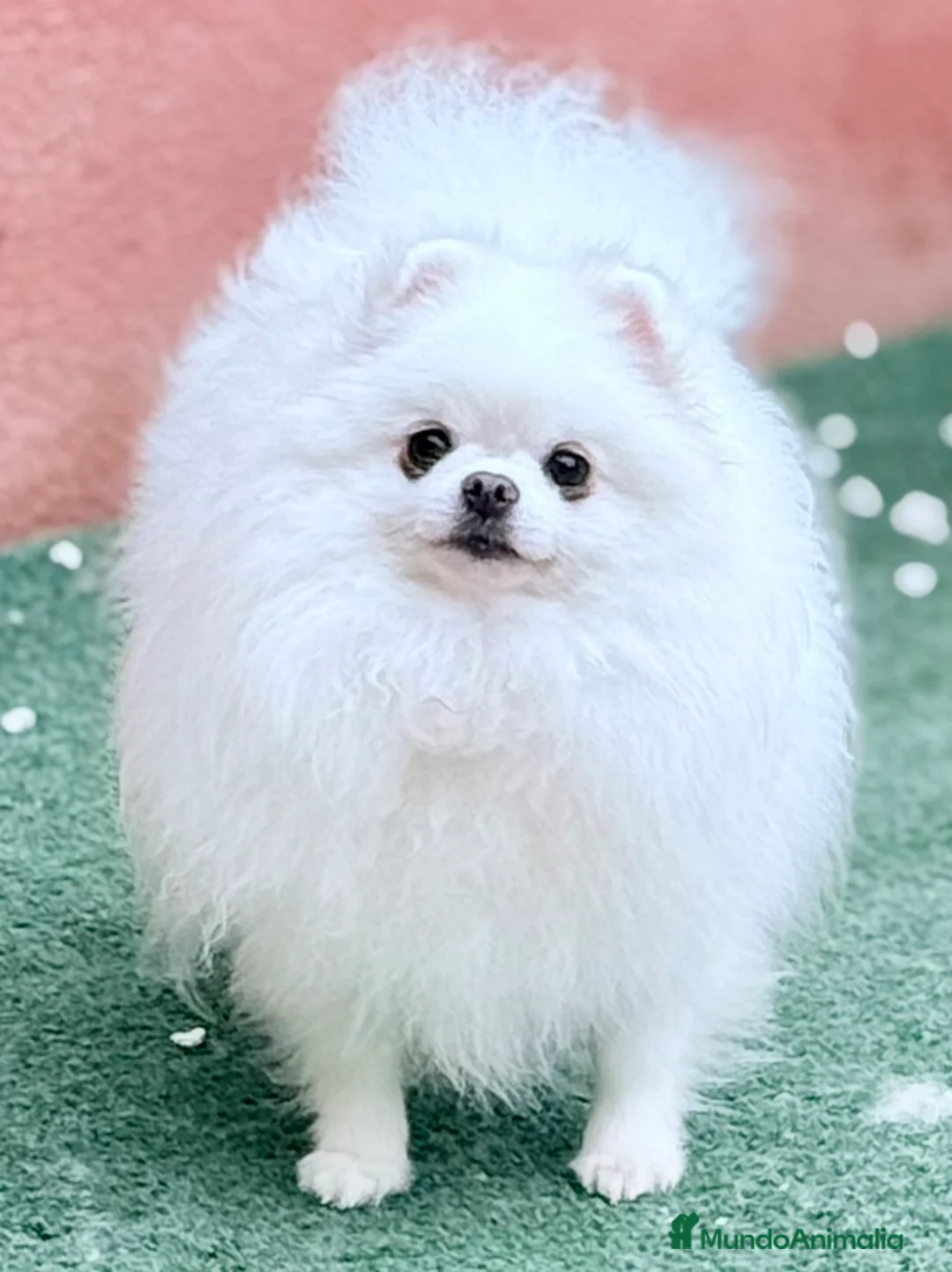 Pomerania perros en venta: Pomerania blanco - Anuncio 2