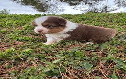 Pastor Australiano perros en venta: Pastor Australiano  - Imagen 1