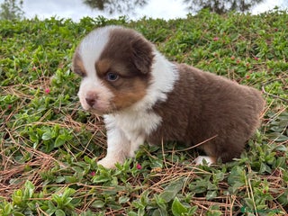 Pastor Australiano perros - Anuncio 1