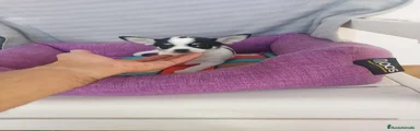Chihuahua 4
