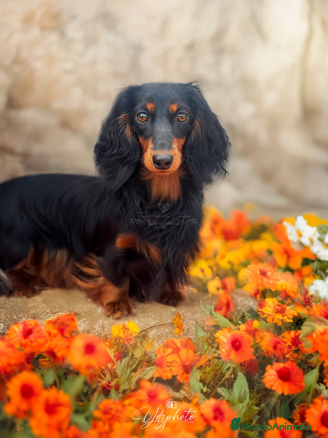 Imagen de galería {{count}}