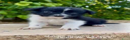 Border Collie perros en venta: BORDER COLLIE DE VILLA BIZNAGA - Anuncio 6