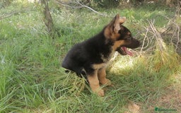 Pastor Alemán perros en venta: CACHORROS PASTOR ALEMÁN - Anuncio 6