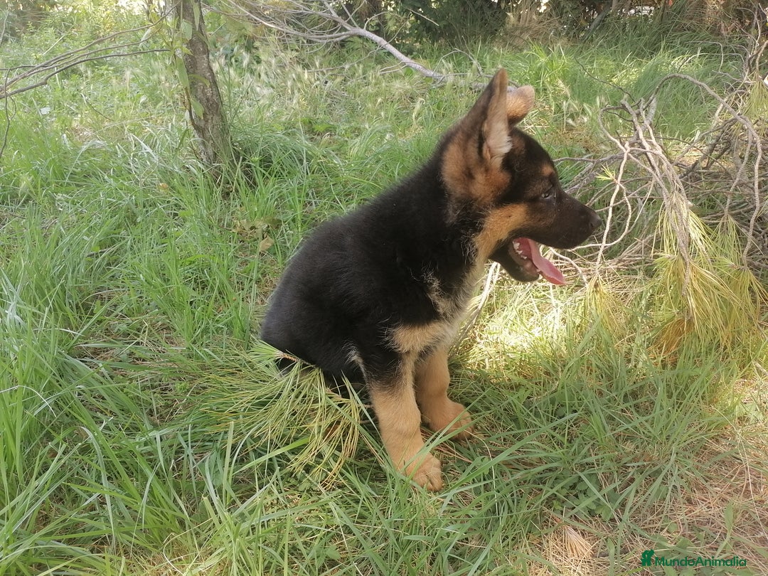 Pastor Alemán perros en venta: CACHORROS PASTOR ALEMÁN - Anuncio 6