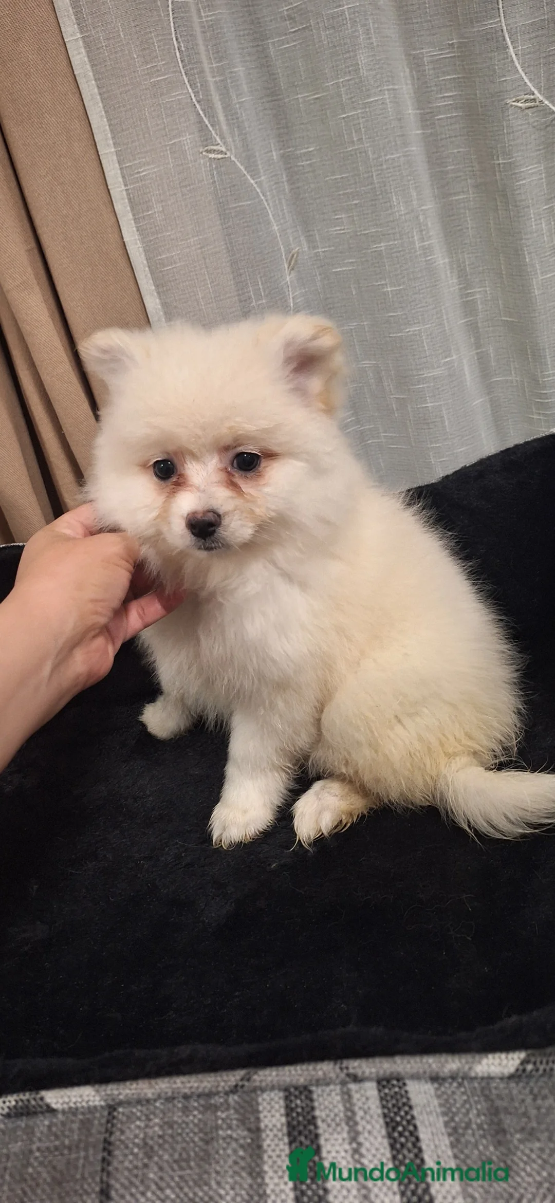 Pomerania perros en venta: Pomerania  - Anuncio 2
