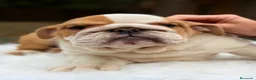 Bulldog Inglés perros en venta: Bulldog inglés de calidad  - Anuncio 5