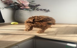 Caniche Toy perros en venta: Caniche hembra Apricot y Roja - Anuncio 1