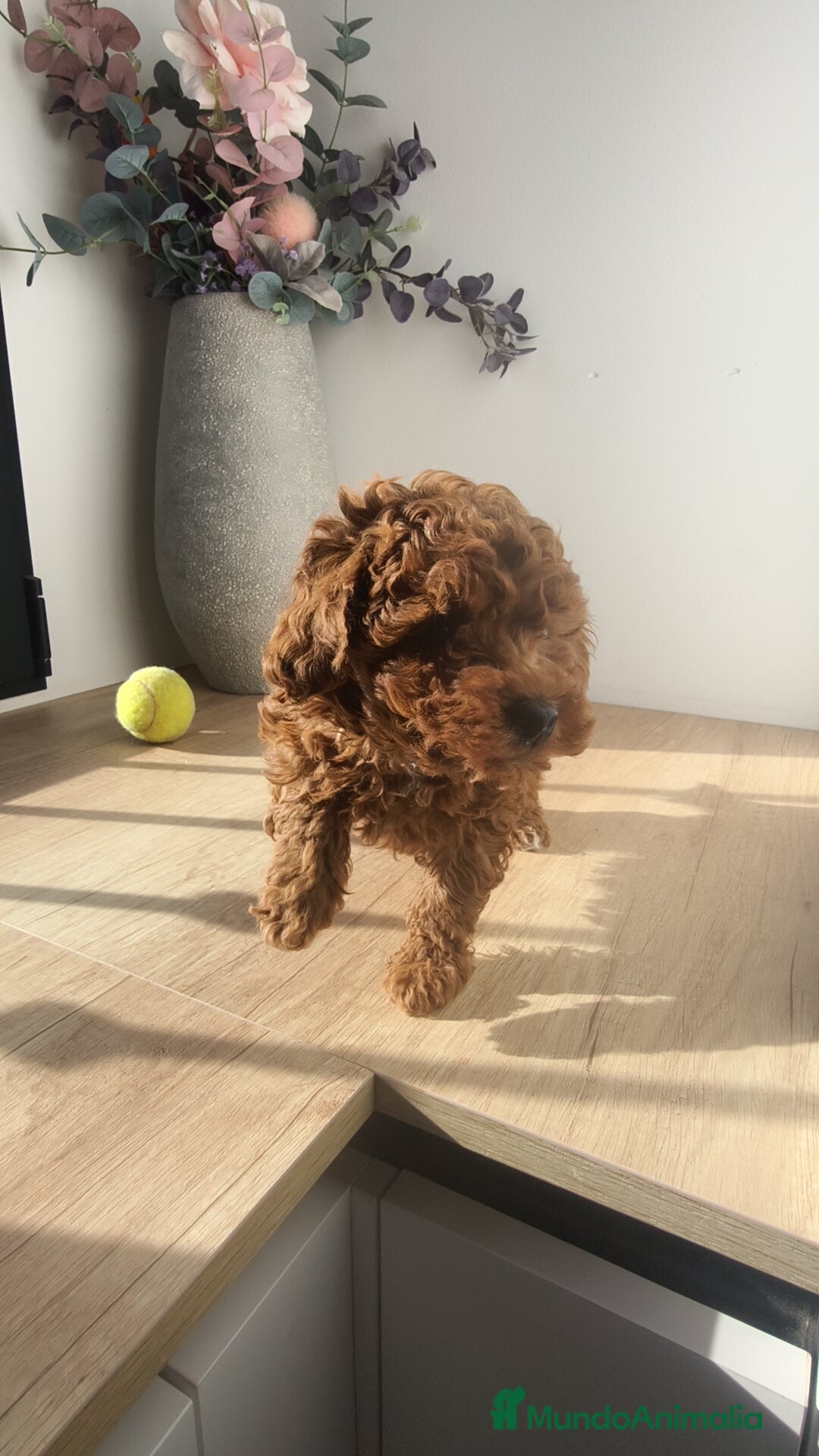 Caniche Toy perros en venta: Caniche hembra Apricot y Roja - Anuncio 1