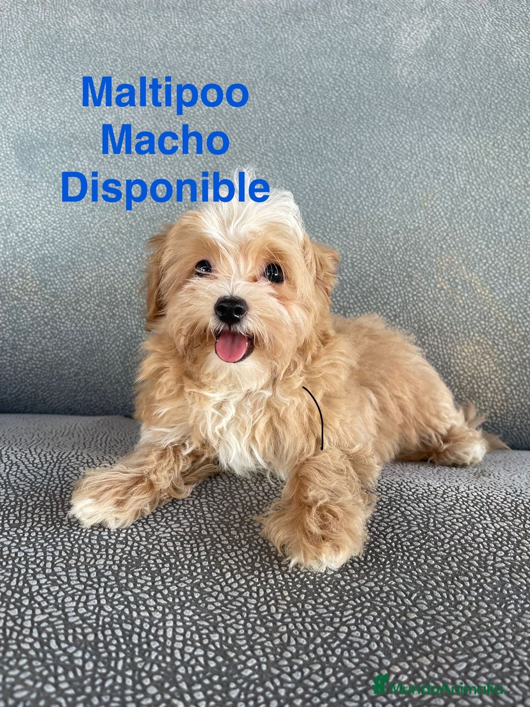 Maltipoo perros en venta: Maltipoo fotos actuales  - Imagen 3