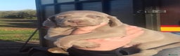 Weimaraner perros en venta: WEIMANARER CAMADA DISPONIBLE! en Barcelona - Anuncio 4