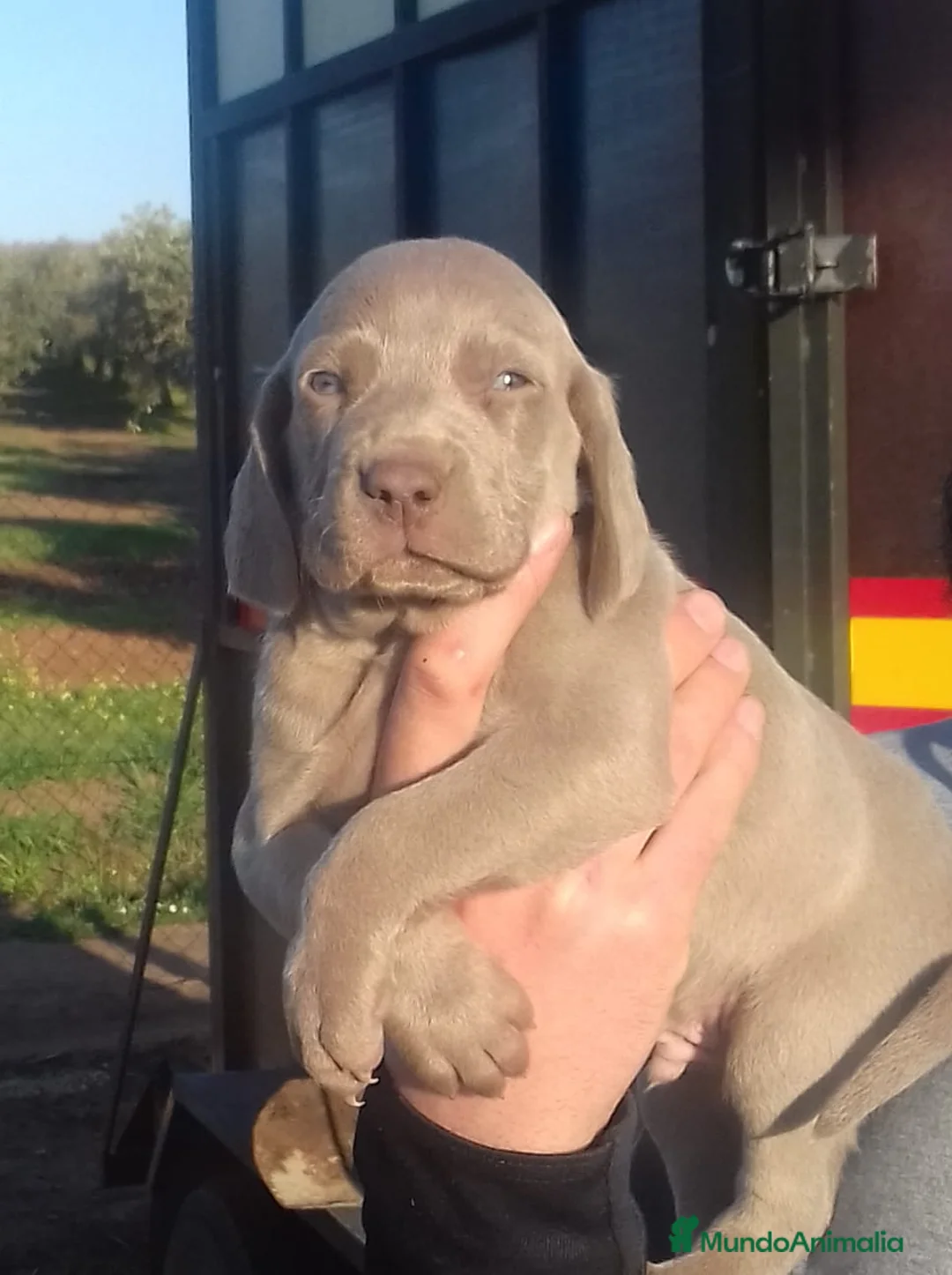 Weimaraner perros en venta: WEIMANARER CAMADA DISPONIBLE! en Barcelona - Anuncio 4