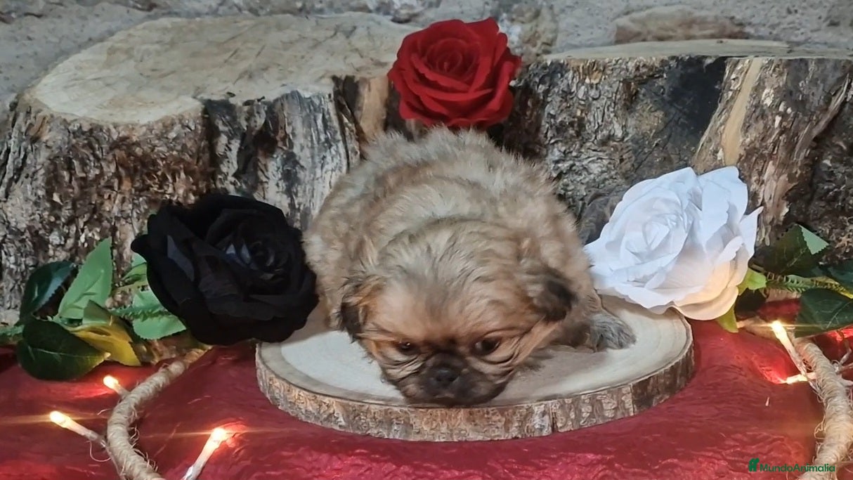 Pekinés perros Pekinés Imperial hembra - Anuncio 2