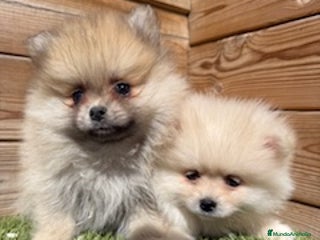 Pomerania perros en Barcelona - Anuncio 41