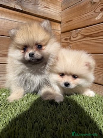 Pomerania perros en Barcelona - Anuncio 20