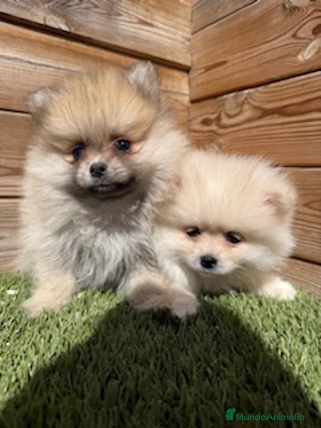 Pomerania perros en venta: POMERANIAS en Barcelona - Anuncio 1