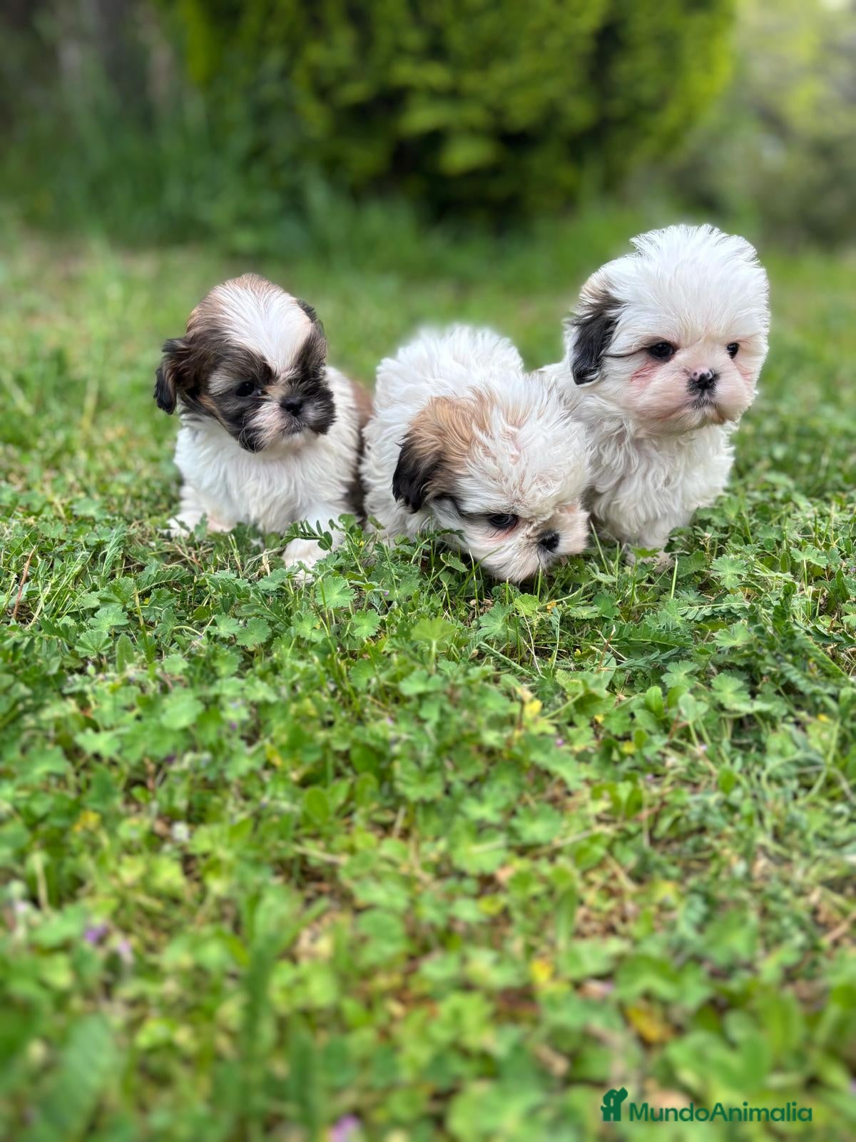 Shih Tzu perros en venta: Shit tzu machos y hembras listos para entregar. - Anuncio 12