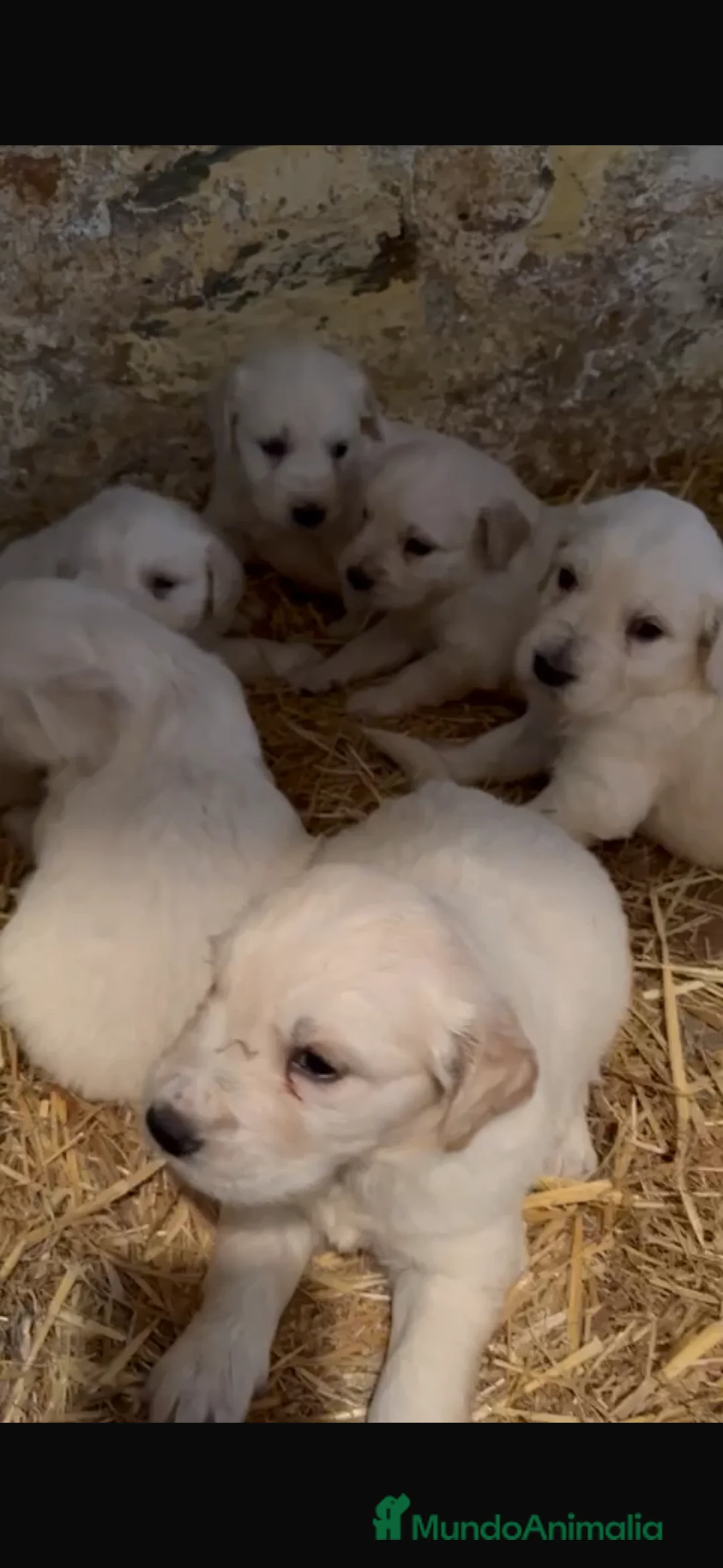Golden Retriever perros en venta: Espectacular camada de golden retriever  - Anuncio 2