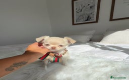 Chihuahua perros en venta: Chihuahua pelo largo - Imagen 2