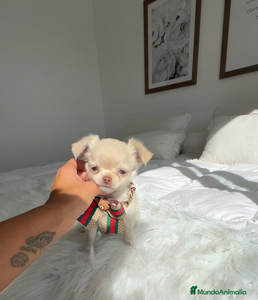 Chihuahua perros en venta: Chihuahua pelo largo - Imagen 2