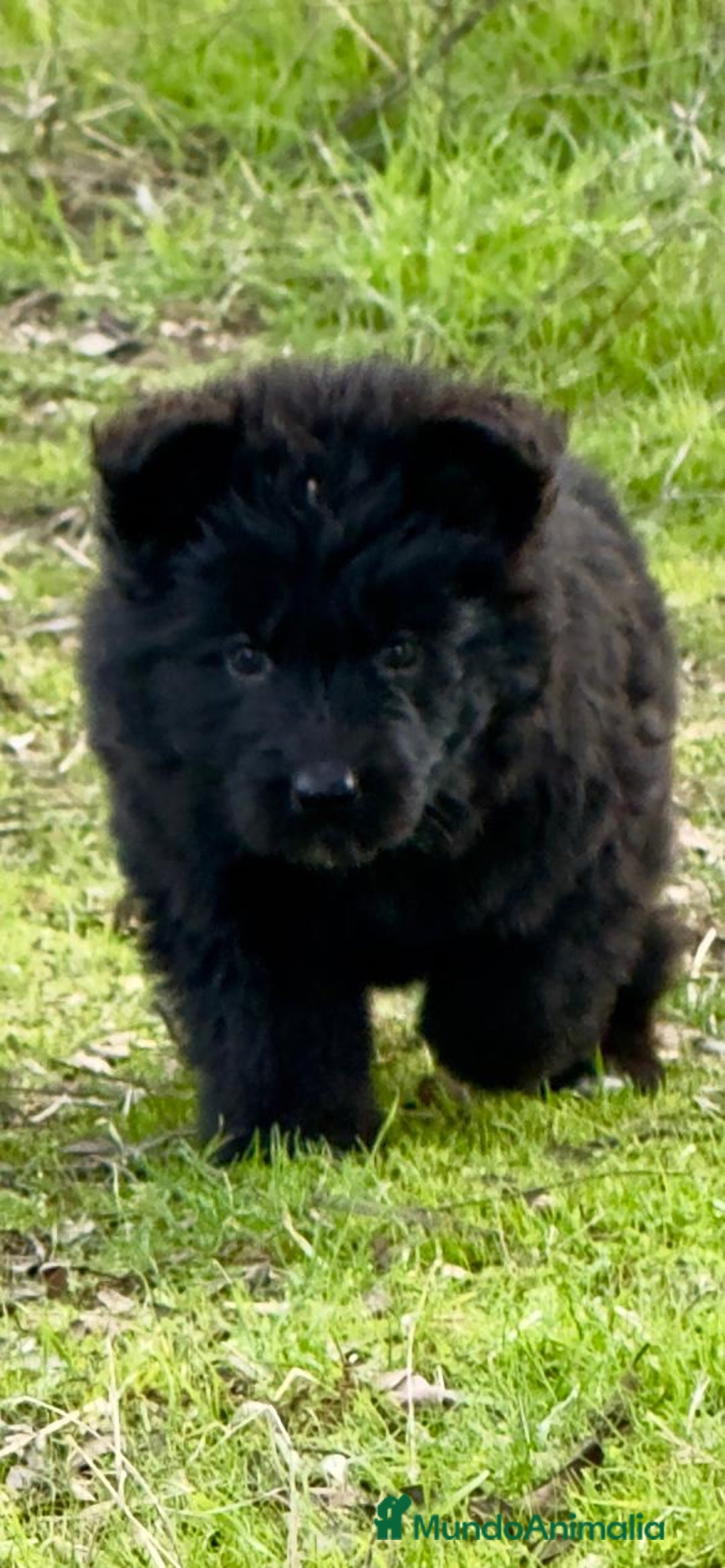 Pastor Alemán perros en venta: Pastores alemanes belleza , 100% líneas alemanas - Anuncio 3