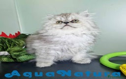 Persa gatos en venta: Persa Macho Virgi 7732 AQUANATURA - Imagen 8